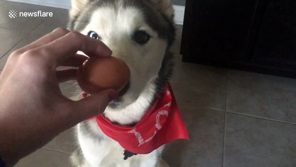 Husky takes on egg challenge