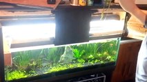 5. Cleaning a Gravel Substrate Planted Tank