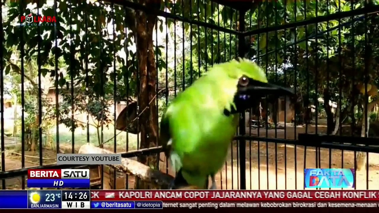 Harga Burung Bersuara Merdu