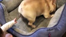 Baby teases the dog!