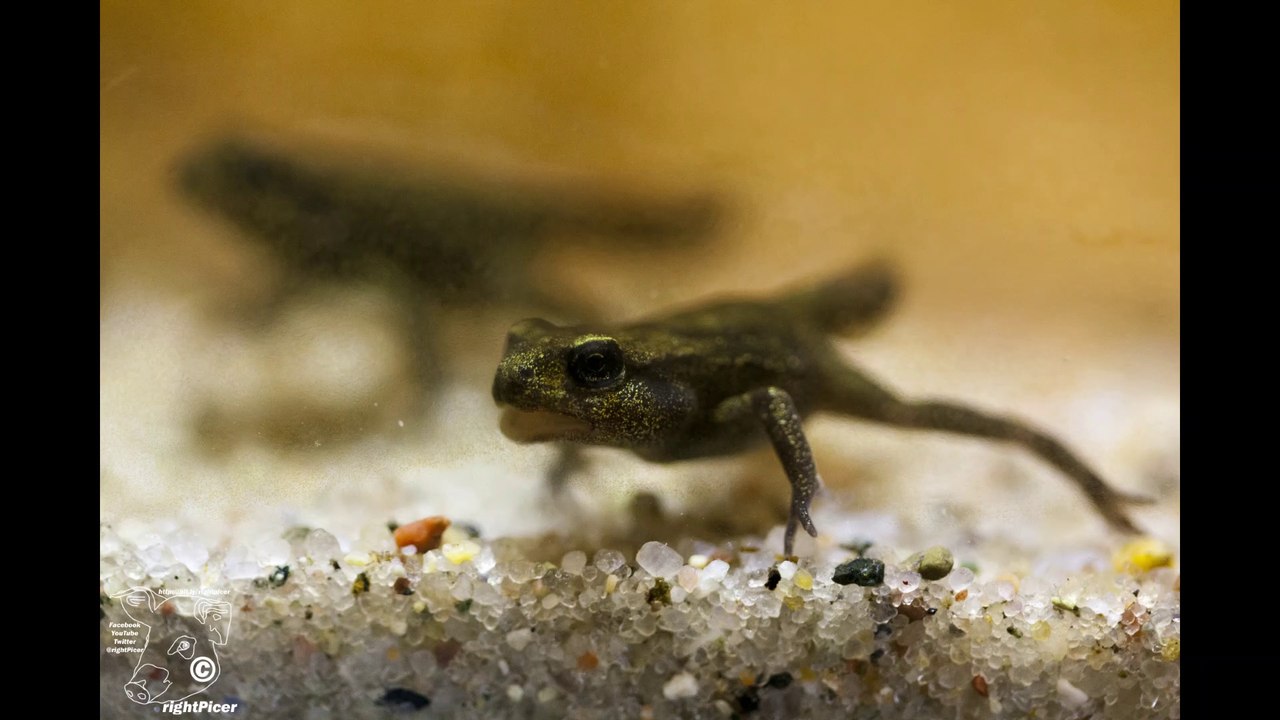 [neu] 2012 jahreszusammenfassung film