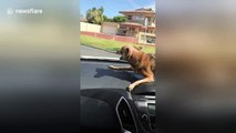 Dog goes wild when it sees windshield wipers