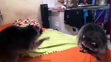 Raccoons palying with bubbles