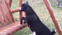 Goat fall from swing