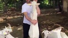 Dancing with a goat