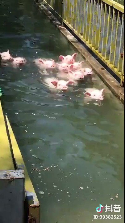 Small piglets swimming