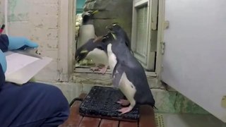 Penguins step on the scale
