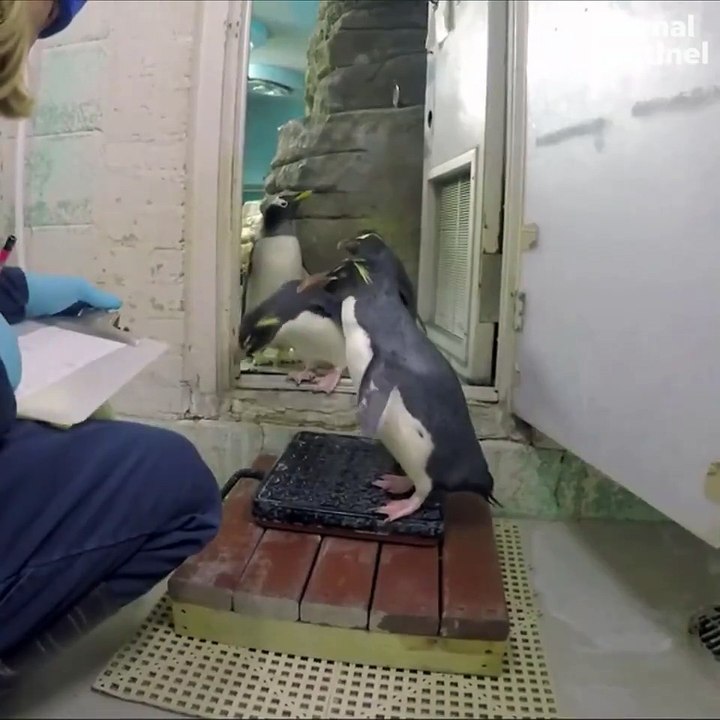 Penguins step on the scale