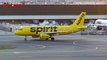 Student Claims Spirit Airlines Told Her to Flush Her Emotional Support Hamster Down Toilet