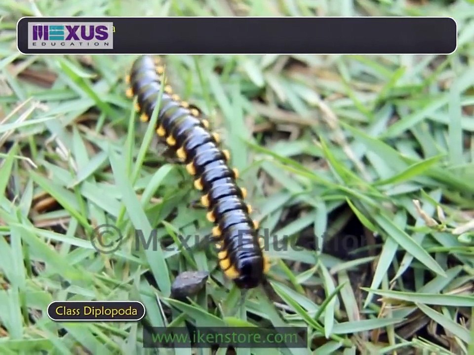 Kingdom Animalia: Phylum Arthropoda and Phylum Echinodermata