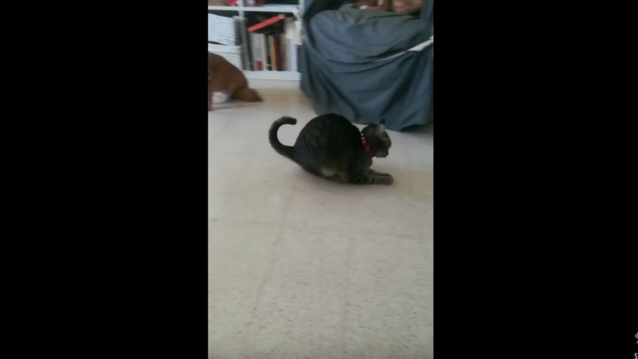 Un chat joue bizarrement avec une balle