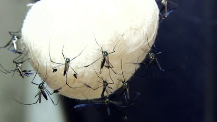 Dicas para evitar a febre amarela no Rio