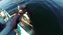 Cette femme caresse une orque sauvage en pleine mer... Magnifique