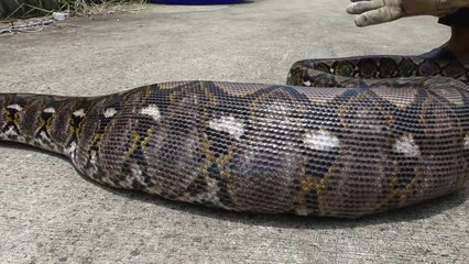 Ils capturent un python qui vient d'avaler un chat entier à Pathum Thani en Inde