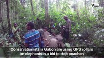 Gabon fights elephant poachers with hi-tech GPS collars