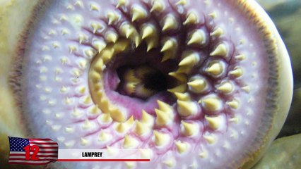 20 Strange Animals You Didnt Know Exist