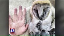 Barn Owl Rescued from Industrial Furnace Vent in Utah