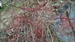 About Native  Redtwig Dogwoods