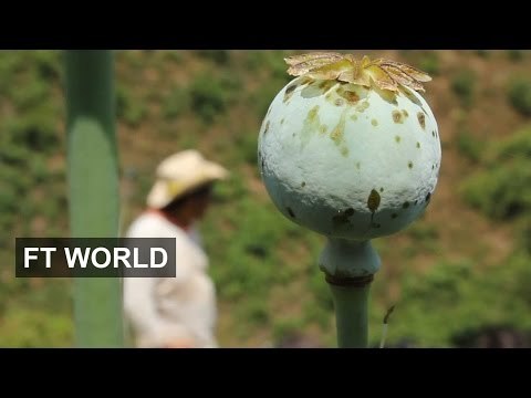 Risky Life Of Mexican Poppy Farmers | FT World