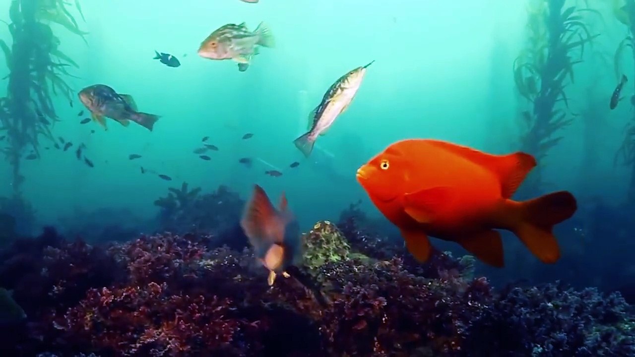 Top 10 DEADLIEST Shark Attacks