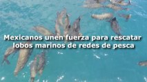 Mexicanos unen fuerza para rescatar lobos marinos de redes de pesca