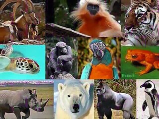 Endangered animals