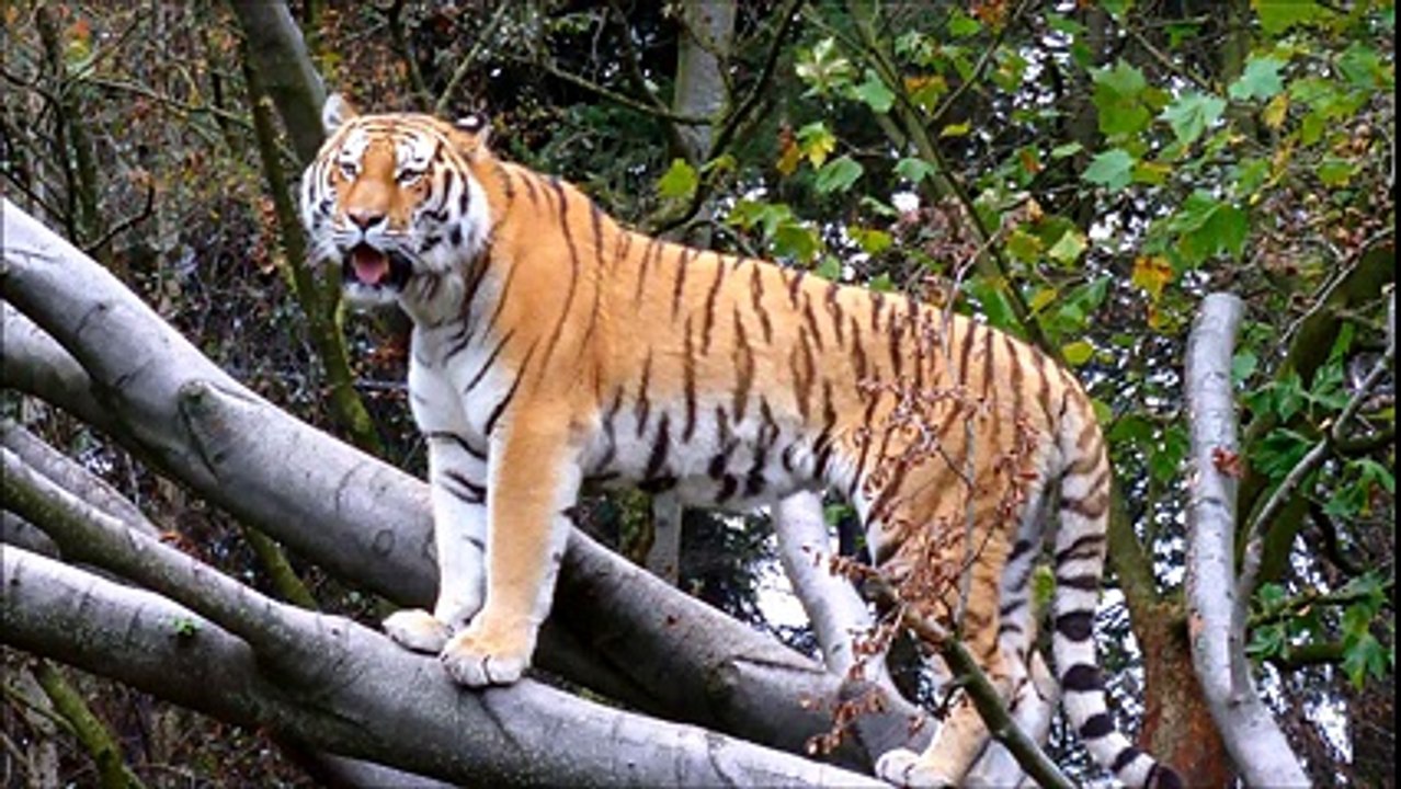 Siberian Tiger Free Stock Video Footage Download Clips