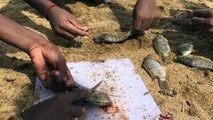 CATCH N COOK - Amazing Kid Catching Fish With His Bare Hands - Fresh Fish Fries in Our Village