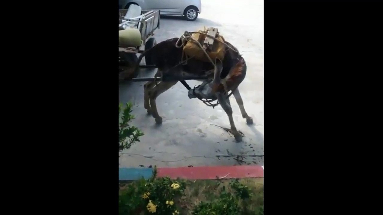 Donkey gets it alone in Dominican Republic