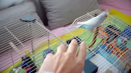 3 Ways To Lose Your Parrot’s Trust