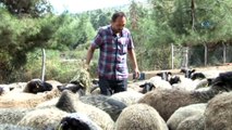 Bursa Damızlık Koyun Keçi Birliği Başkanı Oran: '300 koyun projesi cumhuriyet tarihi boyunca düşünülmüş en muhteşem projedir'