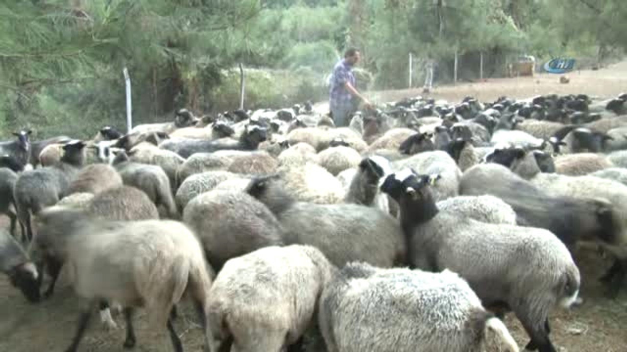 Bursa Damızlık Koyun Keçi Birliği Başkanı Oran: "300 Koyun Projesi Cumhuriyet Tarihi Boyunca...