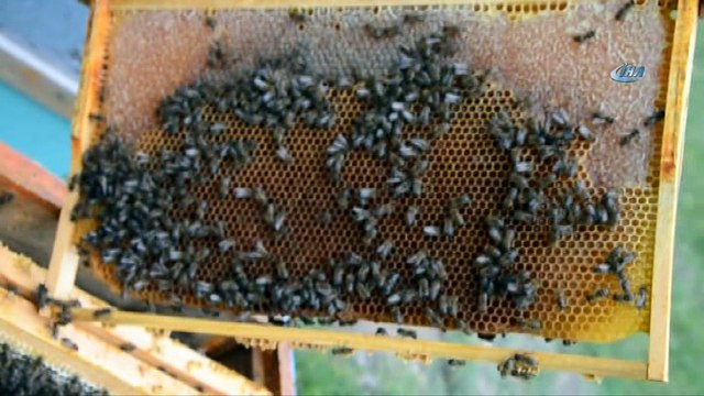 Bal üretiminde Türkiye dünya ikincisi, Ordu ili Türkiye birincisi