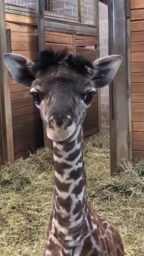 Ce Bebe Giraffe Va Faire Votre Journee Adorable Kansas City Zoo Video Dailymotion