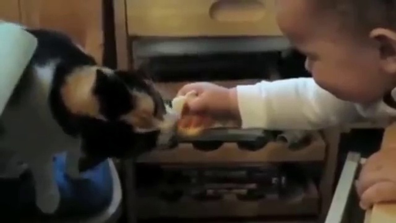 Funny Babies and Animals Compilation