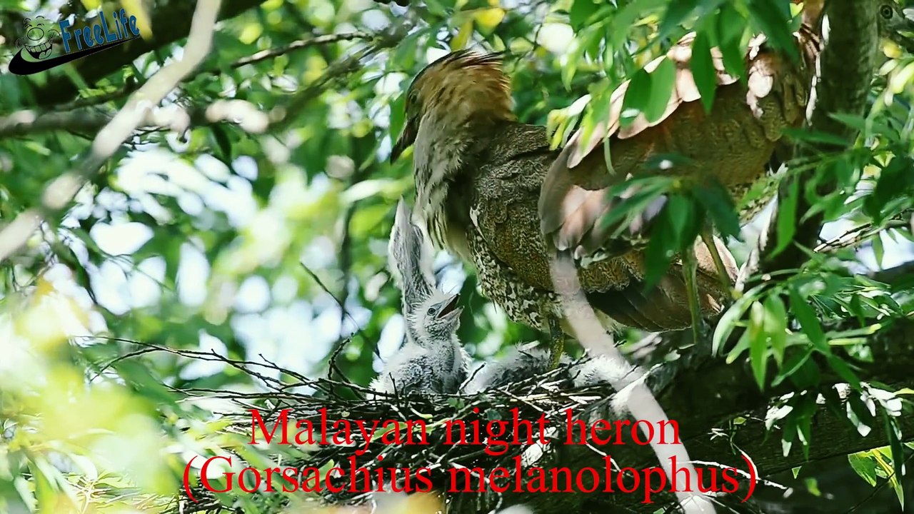 Bird Feeding Babies