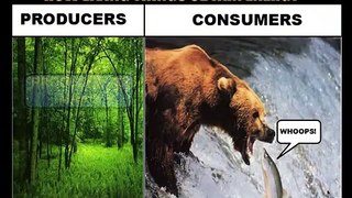 How Living Things Obtain Energy (Consumers and Producers)