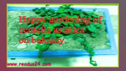 centella asiatica| Yummy Green Leaves| Healthy Medicine Leaves