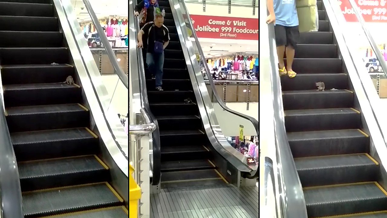 Un rat prend l'escalator