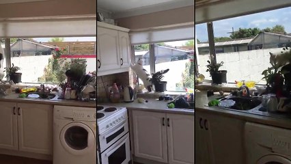 Le chat des voisins se fait surprendre dans leur cuisine