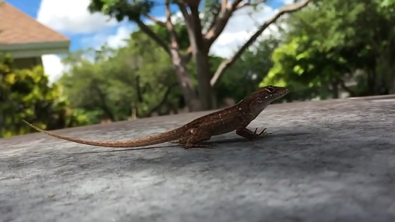 Un lézard saute en slow motion