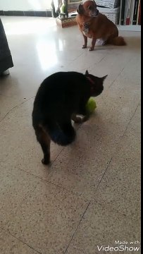 Un chat joue bizarrement avec une balle