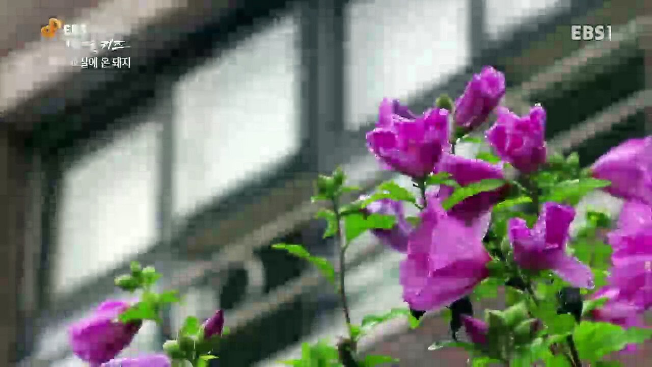 EBS 다큐프라임 - '번 아웃 키즈' 1부- 교실에 온 돼지, 낯선 존재와의 조우_#002