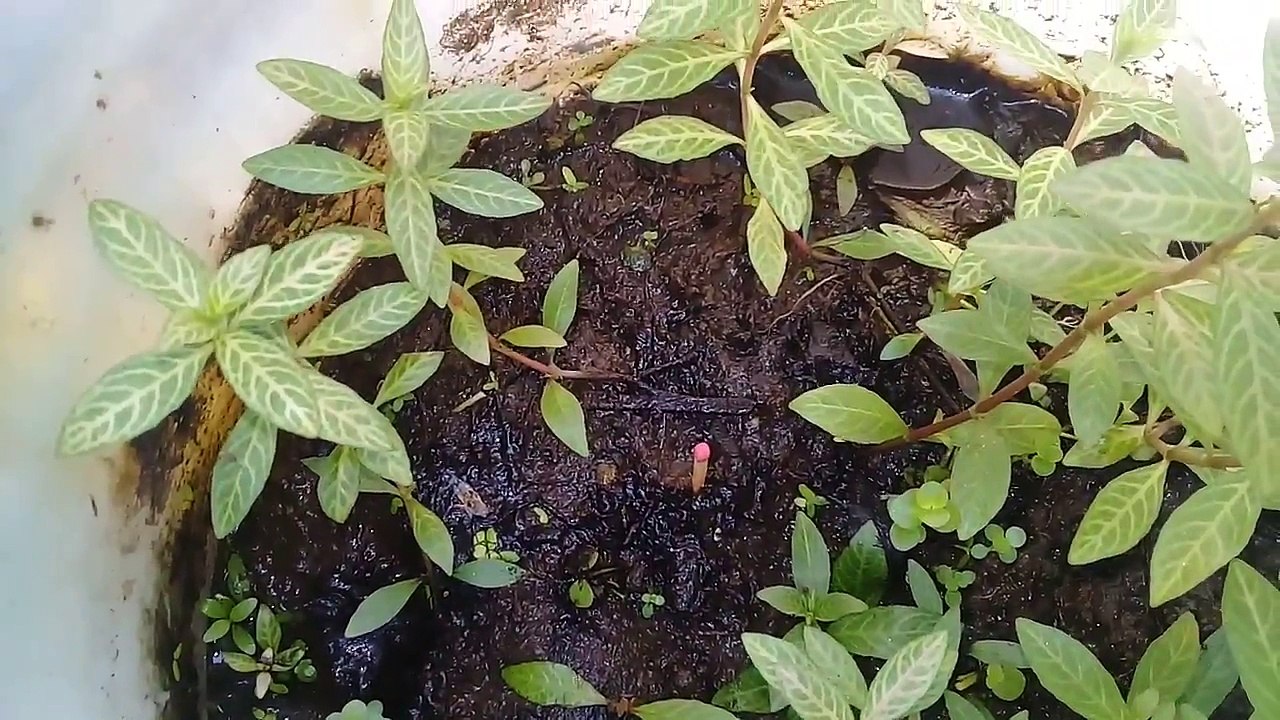 Cultivo Planta aquática Higrofila Polysperma   emersa