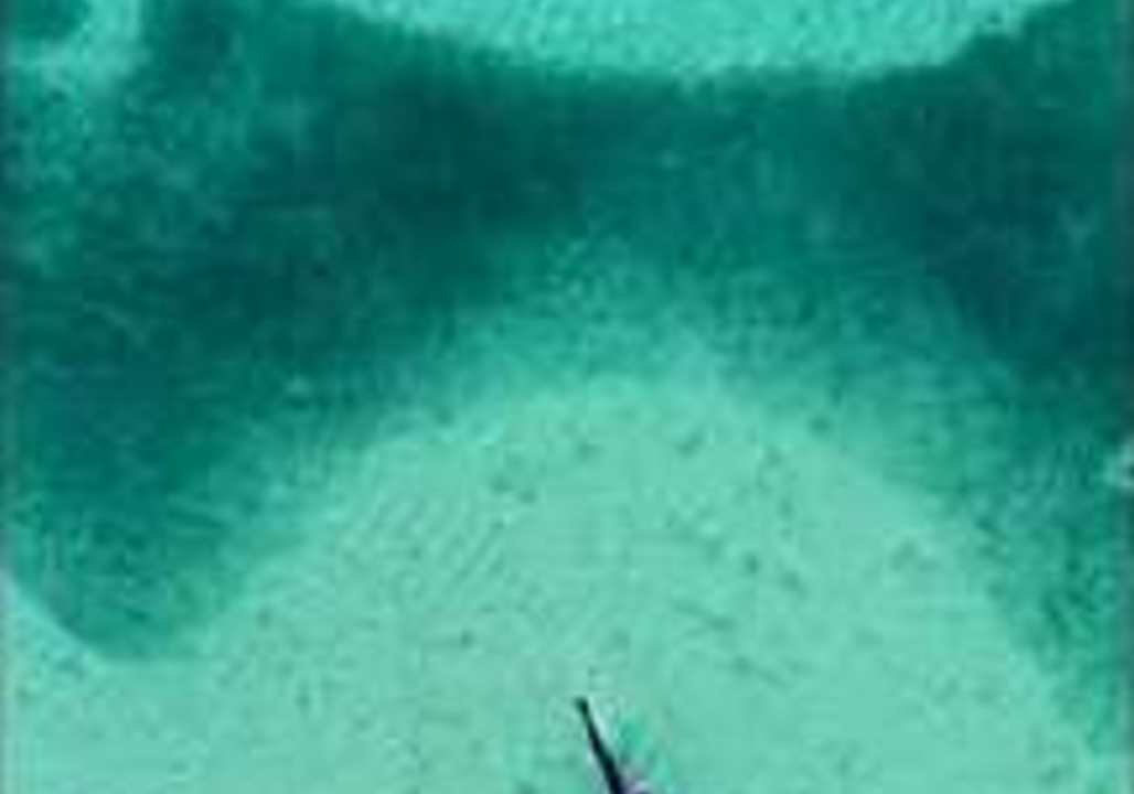 Large Shark Forces Way Through Frenzy in Maldives