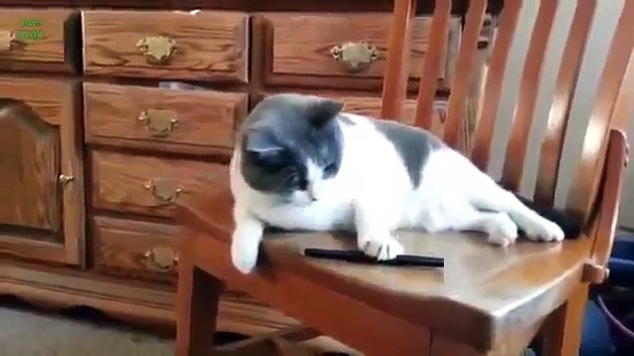 Funny_Animals__Funny_Animals_Videos__Funny_Animals_Compilation