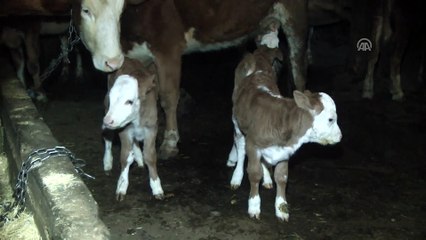 İnek üçüz doğurdu - BAYBURT