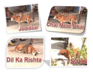 Monkey and Dog Friendship