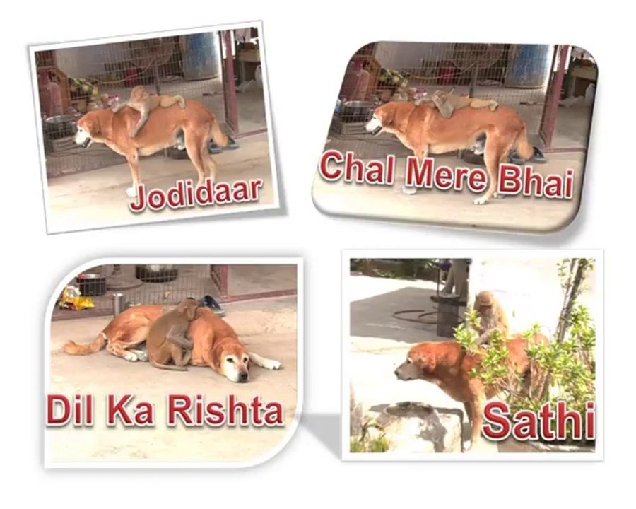 Monkey and Dog Friendship