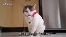 有養寵物的必看！ 除了巧克力，這個最好也不要吃！ -奇異搜查室